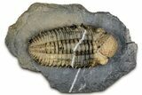 Spiny Drotops Armatus Trilobite - Mrakib, Morocco #334874-2